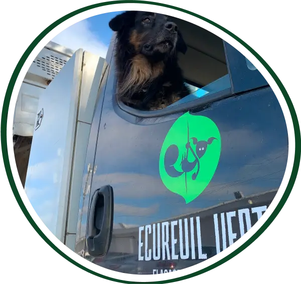 Lecureuil Vert Elagage Et Abattage Nimes Elagage Et Abattage A Nimes 4