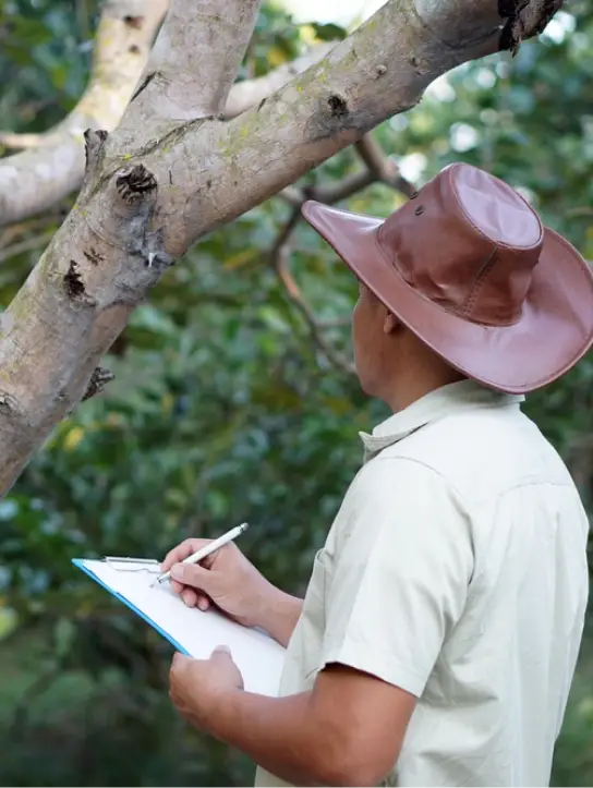 Lecureuil Vert Elagage Et Abattage Nimes Expertise Diagnostic 05 2 Lecureuil Vert Elagage Et Abattage Nimes Expertise Diagnostic 05 2