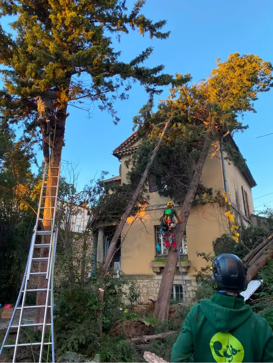 Lecureuil Vert Elagage Et Abattage Nimes Intervention Durgence Lecureuil Vert Elagage Et Abattage Nimes Intervention Durgence