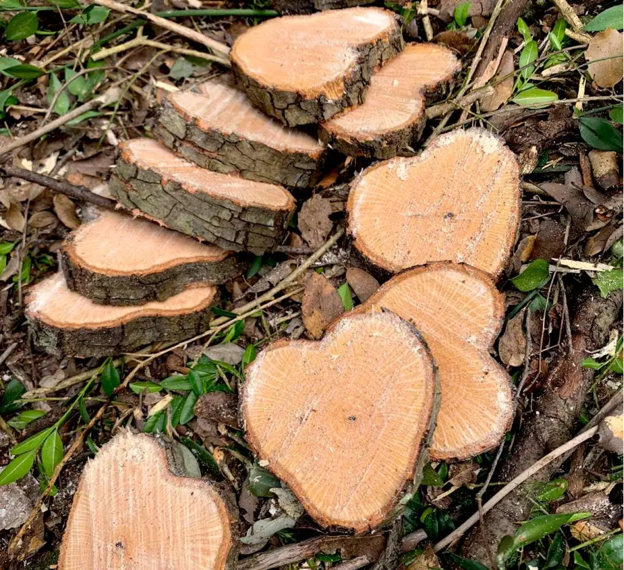 Lecureuil Vert Elagage Et Abattage Nimes Nos Realisations 04 1