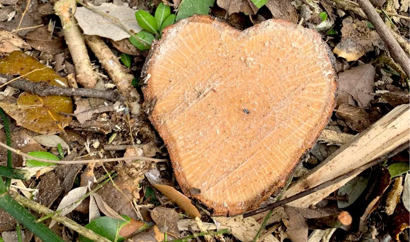 Lecureuil Vert Elagage Et Abattage Nimes Nos Realisations 04