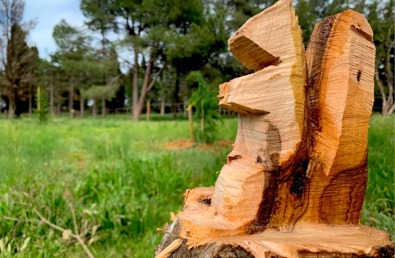 Lecureuil Vert Elagage Et Abattage Nimes Nos Realisations 05