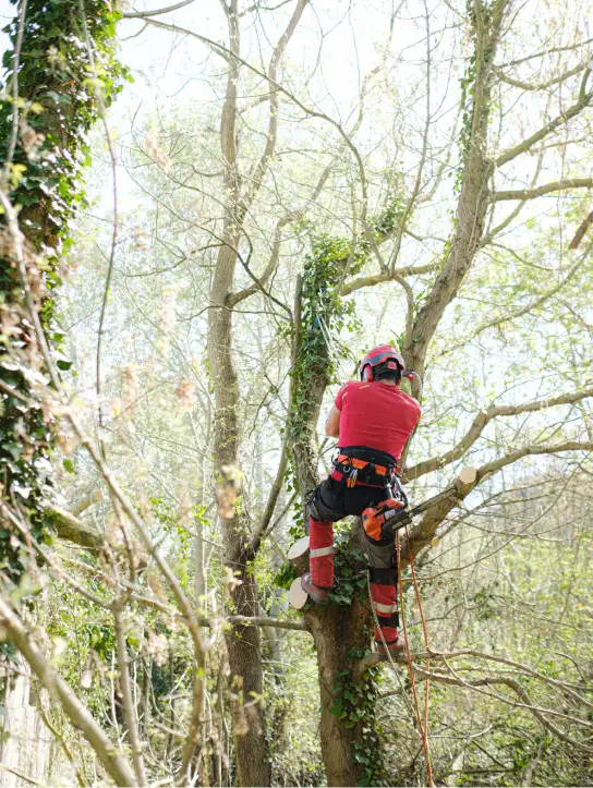 Lecureuil Vert Elagage Et Abattage Nimes Travaux Aeriens Sur Les Arbres Lecureuil Vert Elagage Et Abattage Nimes Travaux Aeriens Sur Les Arbres